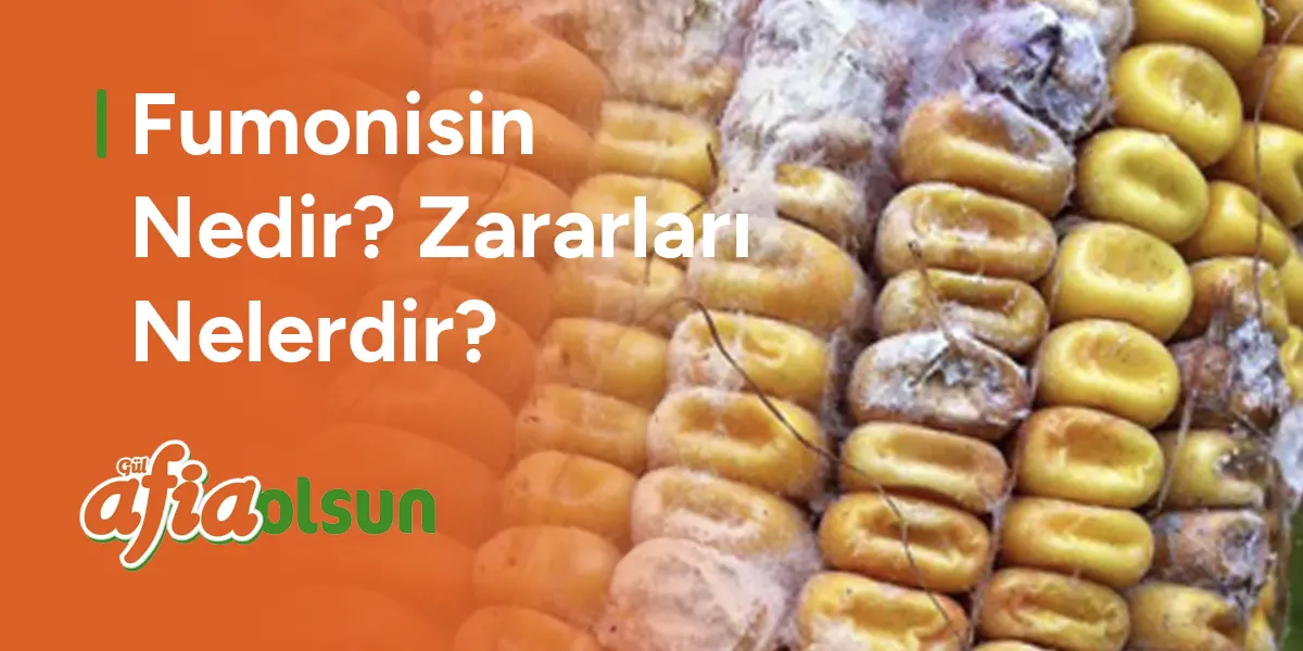 fumonisin-nedir-zararlari-nelerdir