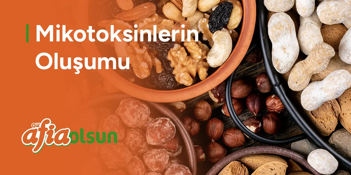 mikotoksinlerin-olusumu