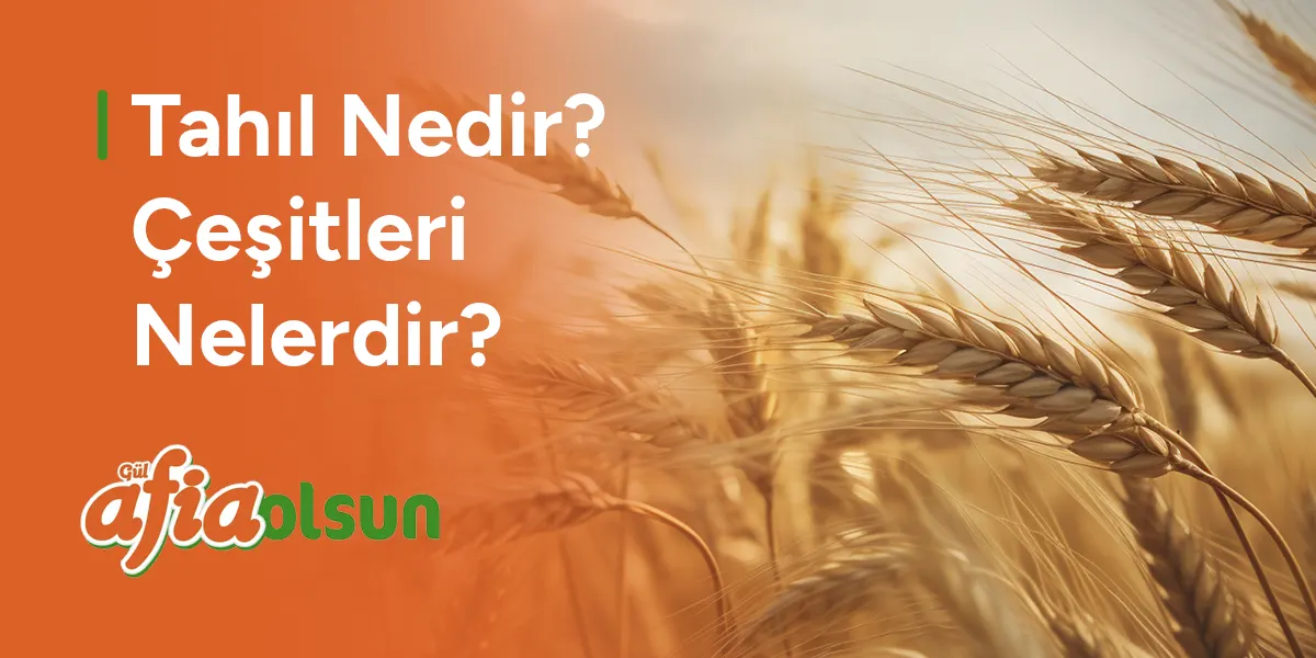 tahil-nedir-cesitleri-nelerdir